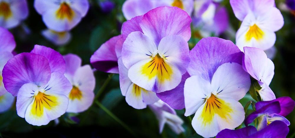 Purple objects